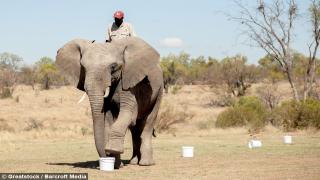 فيديو | الفيلة تشارك الشركات العملاقة لكشف المتفجرات الأرضية