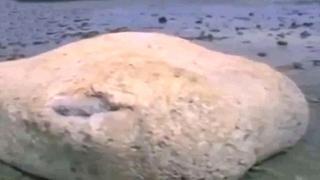 فيديو | ظهور مخلوق غريب وضخم على الشواطئ اليابانية