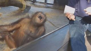 فيديو | ردة فعل لا تصدق من قرد يشاهد خدعة سحرية