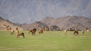 ضبط أشخاص خالفوا قوانين الرعي بالمحميات الطبيعية في المملكة السعودية