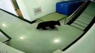 فيديو | الشرطة الصينية تقتل دب صغير كان يتجول في ساحة مدرسة